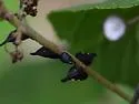 undescribed species that feeds on new jersey tea - photo 5