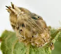 possible undescribed species that feeds on prairie redroot