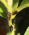 possible undescribed species that feeds on prairie redroot - photo 4