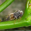 undescribed species that feeds on redbud