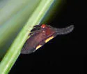 undescribed species that feeds on redbud - photo 2