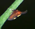 undescribed species that feeds on redbud - photo 3