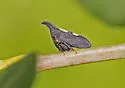 undescribed species that feeds on redbud - photo 4