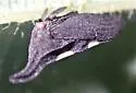 undescribed species that feeds on redbud - photo 5
