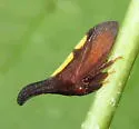 undescribed species that feeds on silverbell