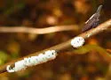 undescribed species that feeds on silverbell - photo 2