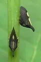 undescribed species that feeds on silverbell - photo 3
