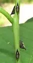 undescribed species that feeds on silverbell - photo 4