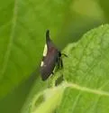 undescribed species that feeds on butternut - photo 2