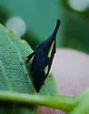 undescribed species that feeds on black walnut