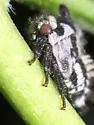 undescribed species that feeds on black walnut - photo 2