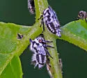 undescribed species that feeds on black walnut - photo 3