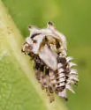 undescribed species that feeds on black walnut - photo 4