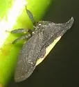 undescribed species that feeds on tulip tree