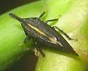 undescribed species that feeds on tulip tree - photo 2