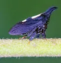 undescribed species that feeds on tulip tree - photo 3