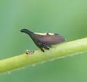 undescribed species that feeds on tulip tree - photo 4