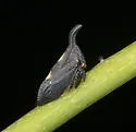 undescribed species that feeds on tulip tree - photo 5
