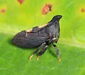 possible undescribed species that feeds on black cherry