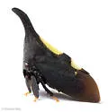 possible undescribed species that feeds on black cherry - photo 3