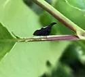 possible undescribed species that feeds on black cherry - photo 4