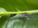 possible undescribed species that feeds on black cherry - photo 5