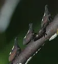 undescribed species that feeds on hoptree