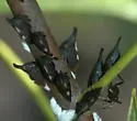undescribed species that feeds on hoptree - photo 2