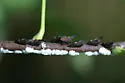 undescribed species that feeds on hoptree - photo 3