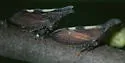 undescribed species that feeds on hoptree - photo 4