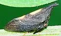 undescribed species that feeds on black locust