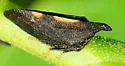 undescribed species that feeds on black locust - photo 2