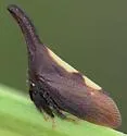 undescribed species that feeds on black locust - photo 3