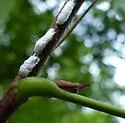 undescribed species that feeds on black locust - photo 4