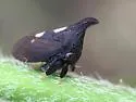 undescribed species that feeds on gum bumelia