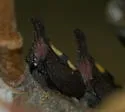 undescribed species that feeds on nannyberry