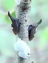 undescribed species that feeds on nannyberry - photo 2
