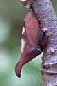 undescribed species that feeds on nannyberry - photo 3