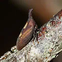 undescribed species that feeds on nannyberry - photo 4