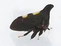 possible undescribed species that feeds on smooth withe-rod