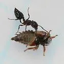 possible undescribed species that feeds on smooth withe-rod - photo 2