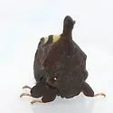 possible undescribed species that feeds on smooth withe-rod - photo 4