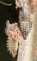 undescribed species that feeds on blackhaw