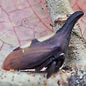 undescribed species that feeds on blackhaw - photo 3