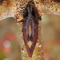 undescribed species that feeds on blackhaw - photo 4