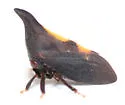 possible undescribed species that feeds on rusty blackhaw