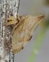 Enchenopa permutata - Enchenopa permutata