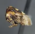 Enchenopa permutata - photo 5