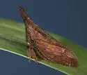 Enchenopa sericea - photo 2