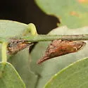 Enchenopa sericea - photo 3